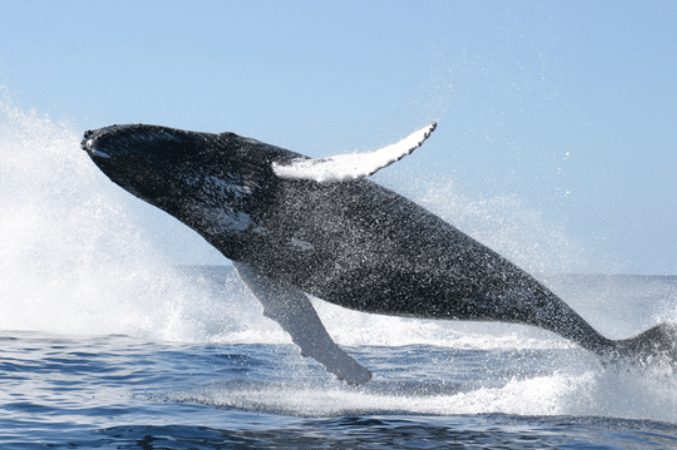 고래들, 가격 상승 틈타 3.5억달러 상당 비트코인·이더리움·솔라나·리플 등 거래소로 옮겨